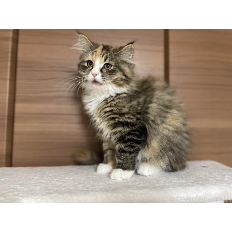 販売中の千葉県のサイベリアン-129137の6枚目