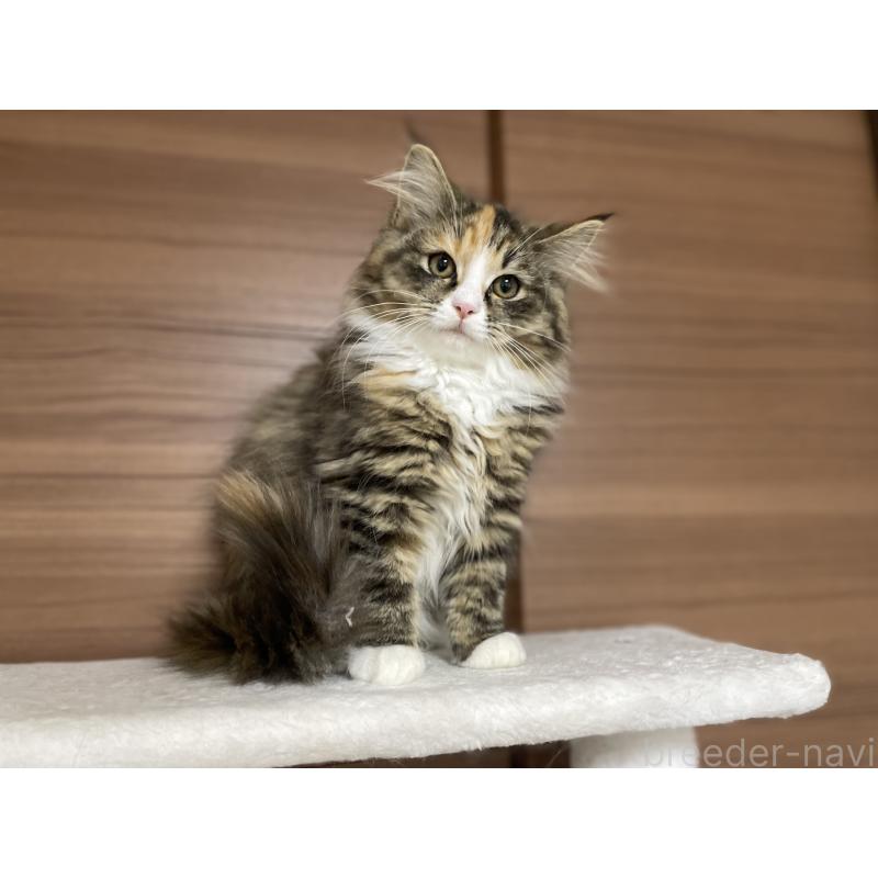 販売中の千葉県のサイベリアン-129137の5枚目