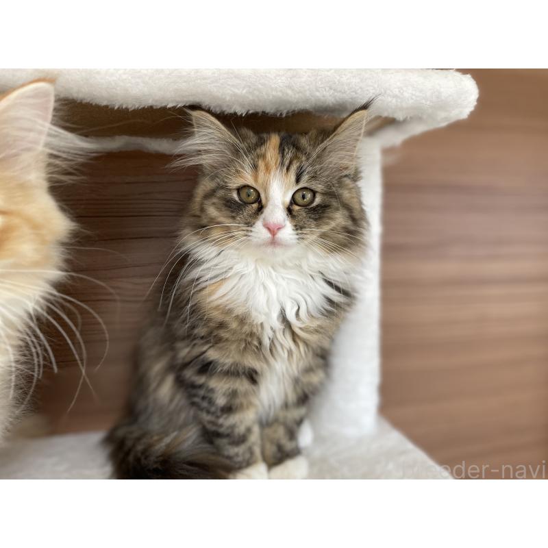 販売中の千葉県のサイベリアン-129137の4枚目