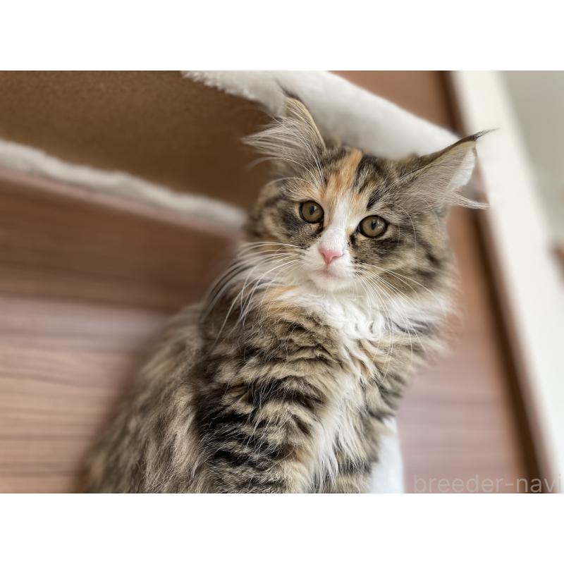 販売中の千葉県のサイベリアン-129137の3枚目