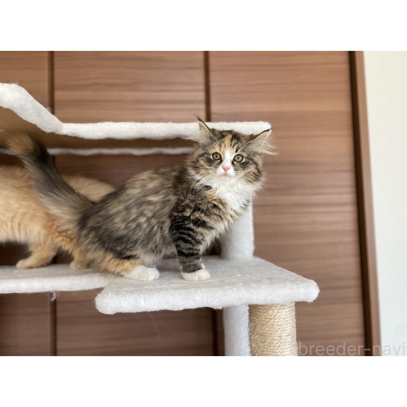 販売中の千葉県のサイベリアン-129137の2枚目