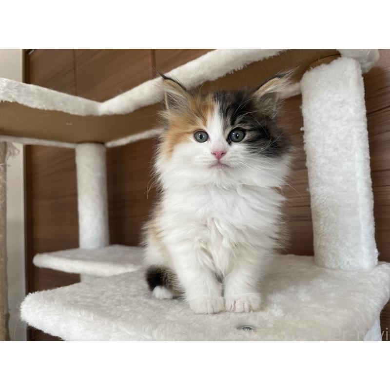 成約済の千葉県のサイベリアン-133938の9枚目