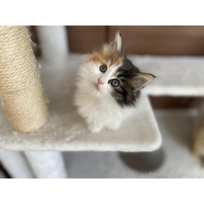 成約済の千葉県のサイベリアン-133938の8枚目