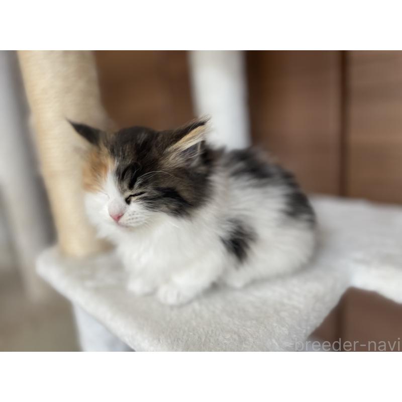 成約済の千葉県のサイベリアン-133938の7枚目