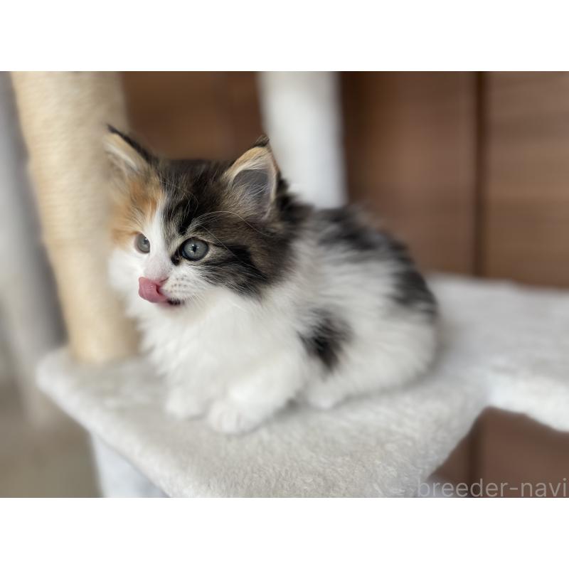 成約済の千葉県のサイベリアン-133938の6枚目