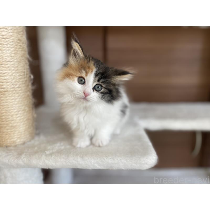 成約済の千葉県のサイベリアン-133938の5枚目