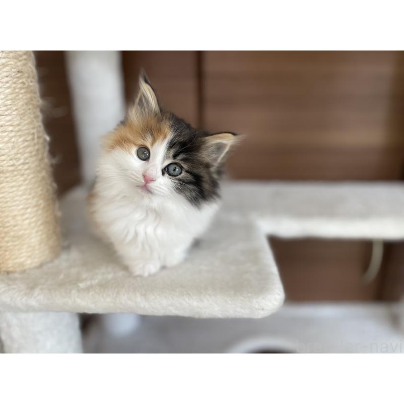 成約済の千葉県のサイベリアン-133938の3枚目