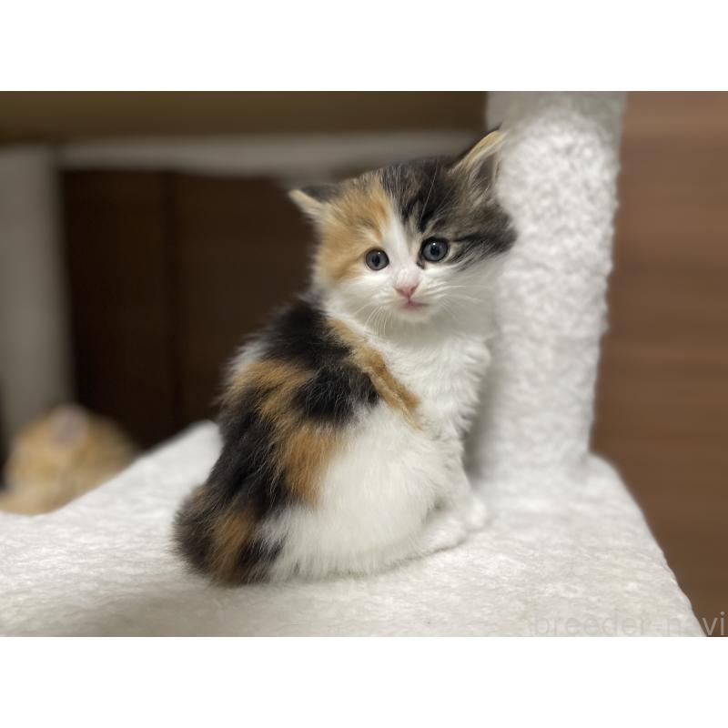 成約済の千葉県のサイベリアン-133938の2枚目