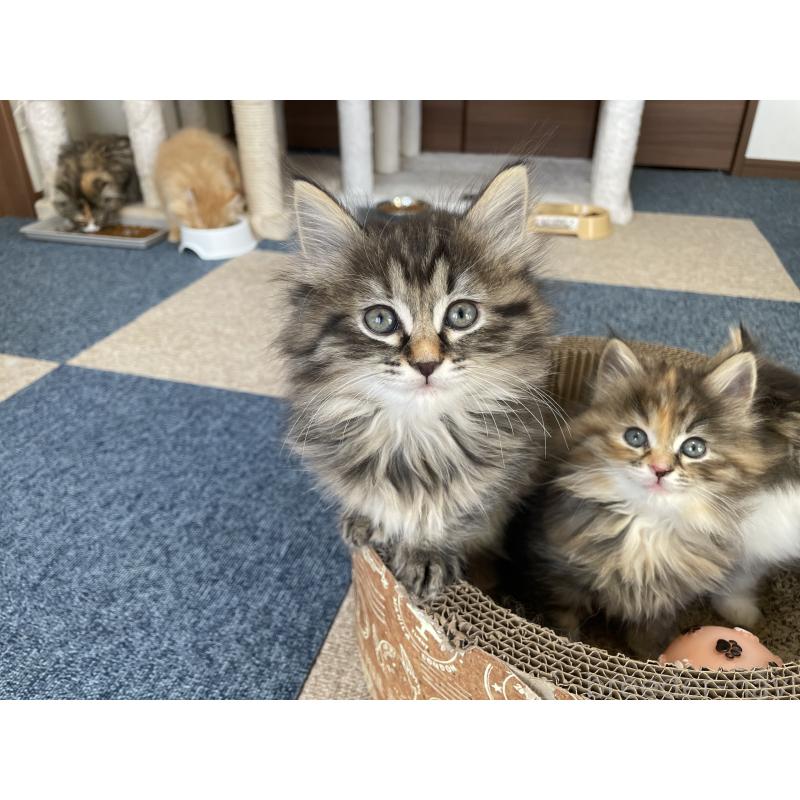 販売中の千葉県のサイベリアン-133941の23枚目