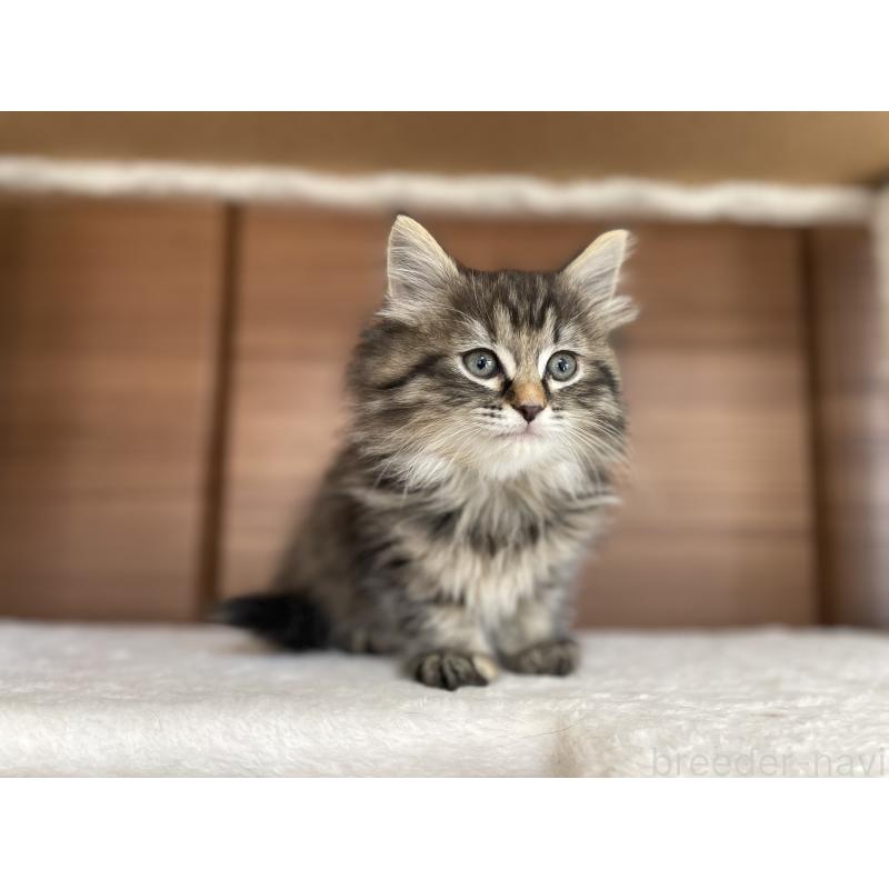 販売中の千葉県のサイベリアン-133941の22枚目