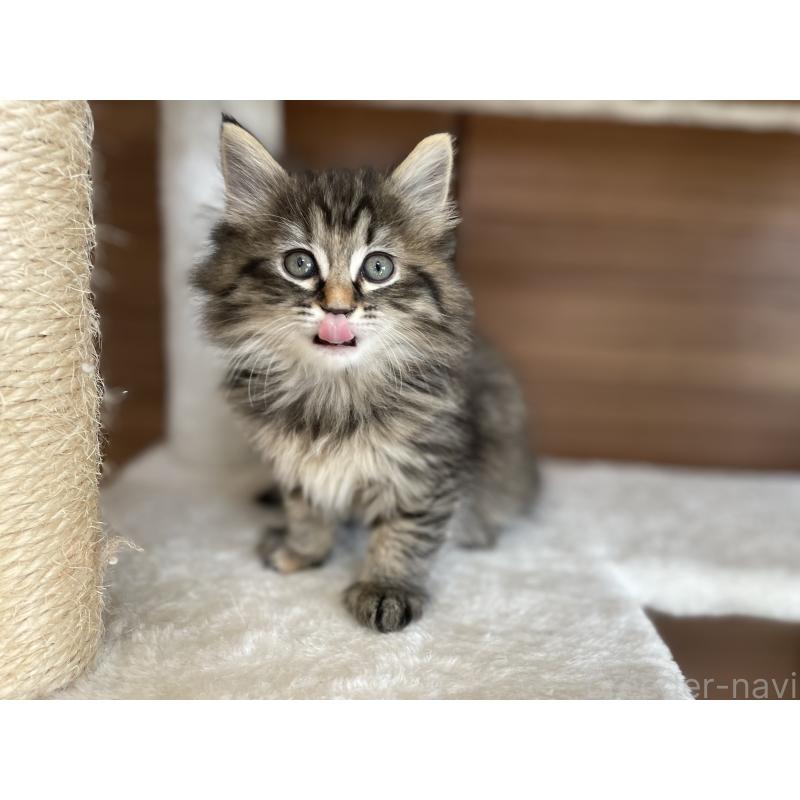 販売中の千葉県のサイベリアン-133941の21枚目