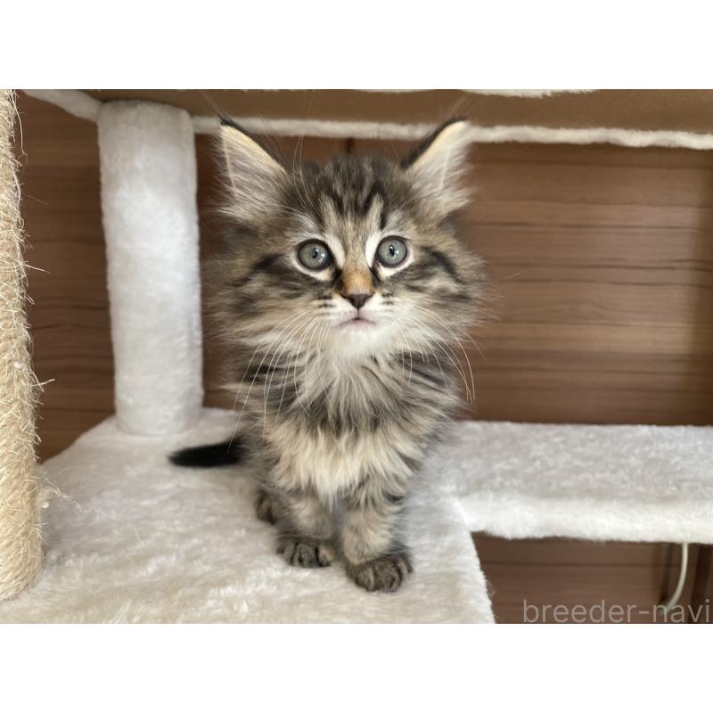 販売中の千葉県のサイベリアン-133941の19枚目