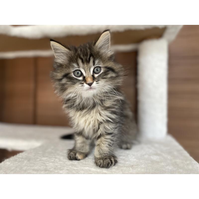 販売中の千葉県のサイベリアン-133941の18枚目