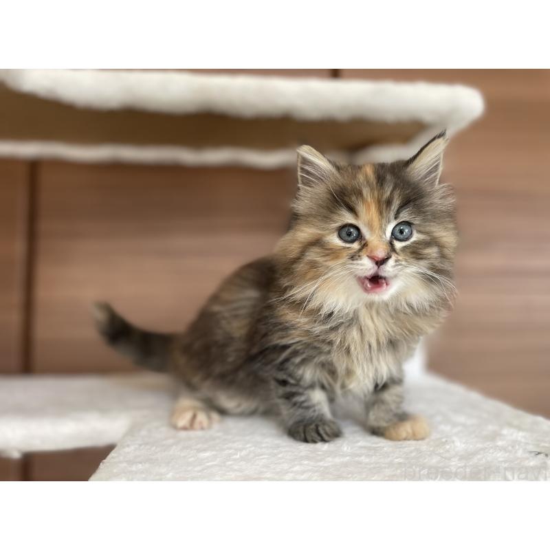 商談中の千葉県のサイベリアン-133934の13枚目