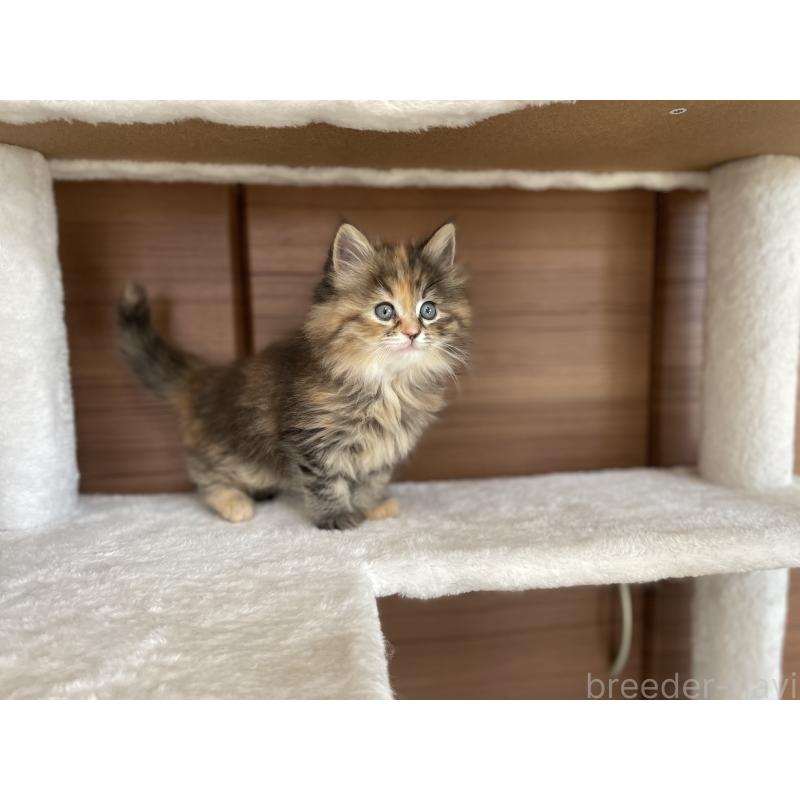 商談中の千葉県のサイベリアン-133934の12枚目