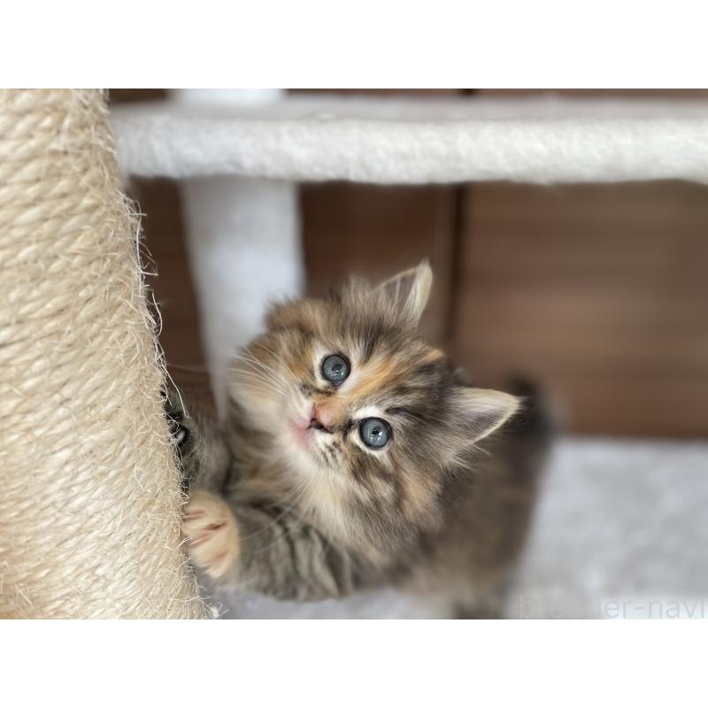 商談中の千葉県のサイベリアン-133934の11枚目