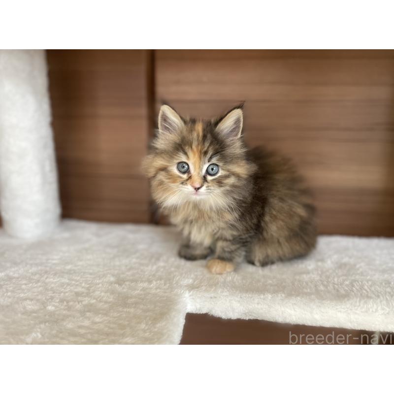 商談中の千葉県のサイベリアン-133934の9枚目