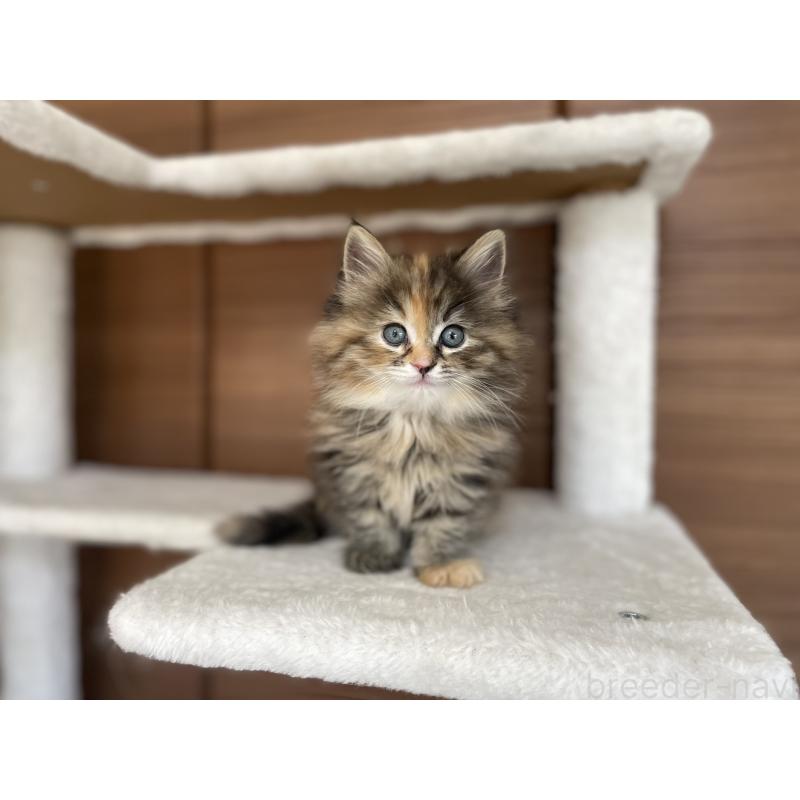 商談中の千葉県のサイベリアン-133934の8枚目