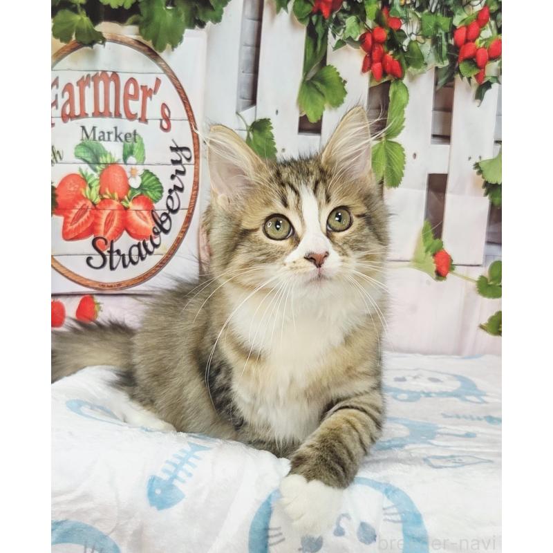 販売中の奈良県のサイベリアン-132474の1枚目