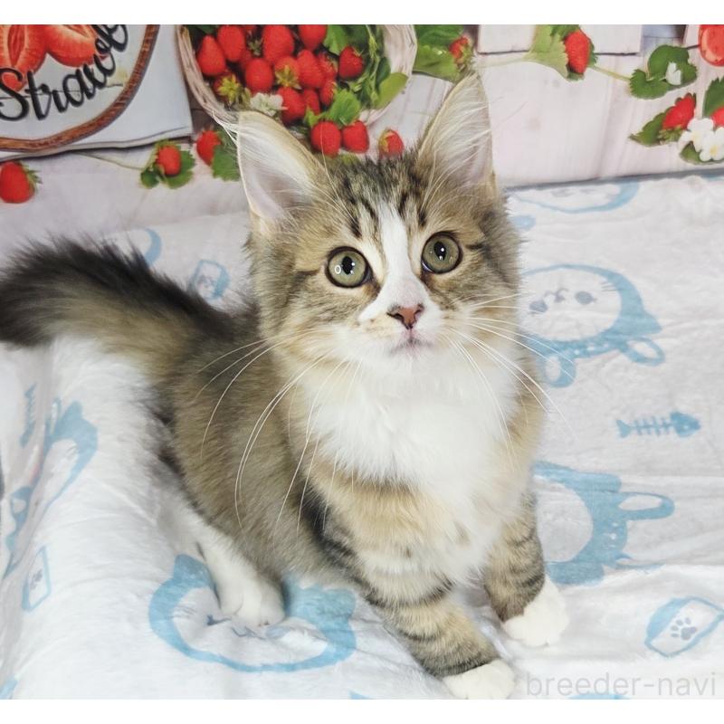 販売中の奈良県のサイベリアン-132474の3枚目