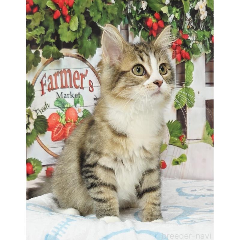 販売中の奈良県のサイベリアン-132474の2枚目