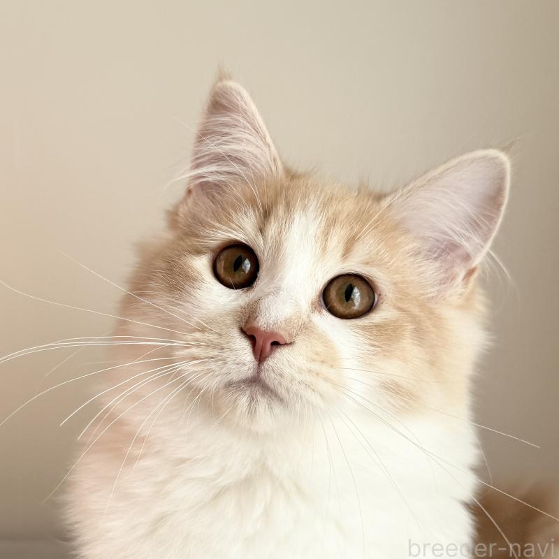 販売中の茨城県のサイベリアン-127887