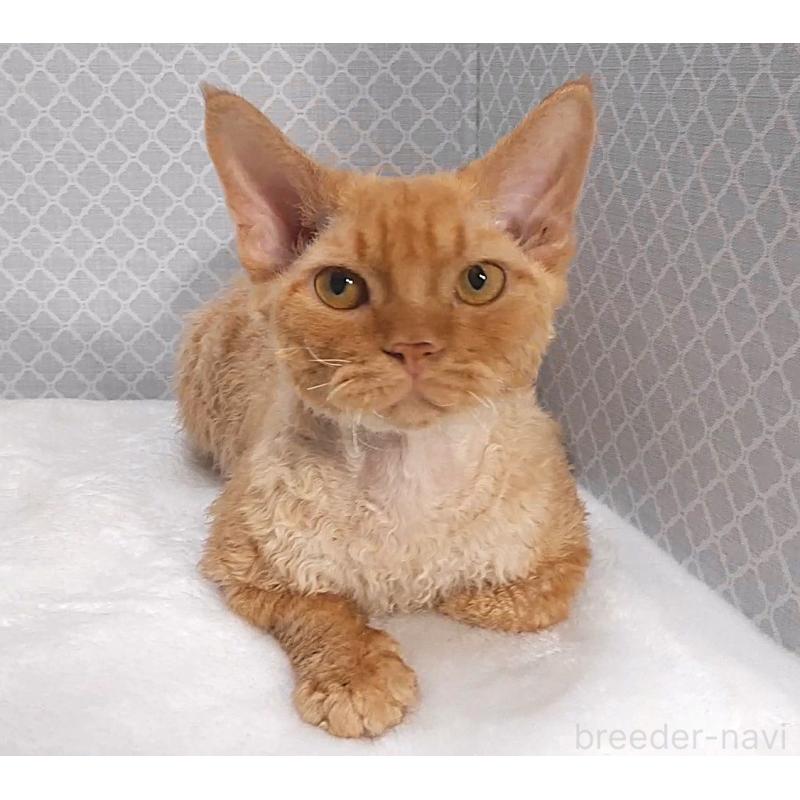 販売中の岐阜県のデボンレックス-129351の2枚目