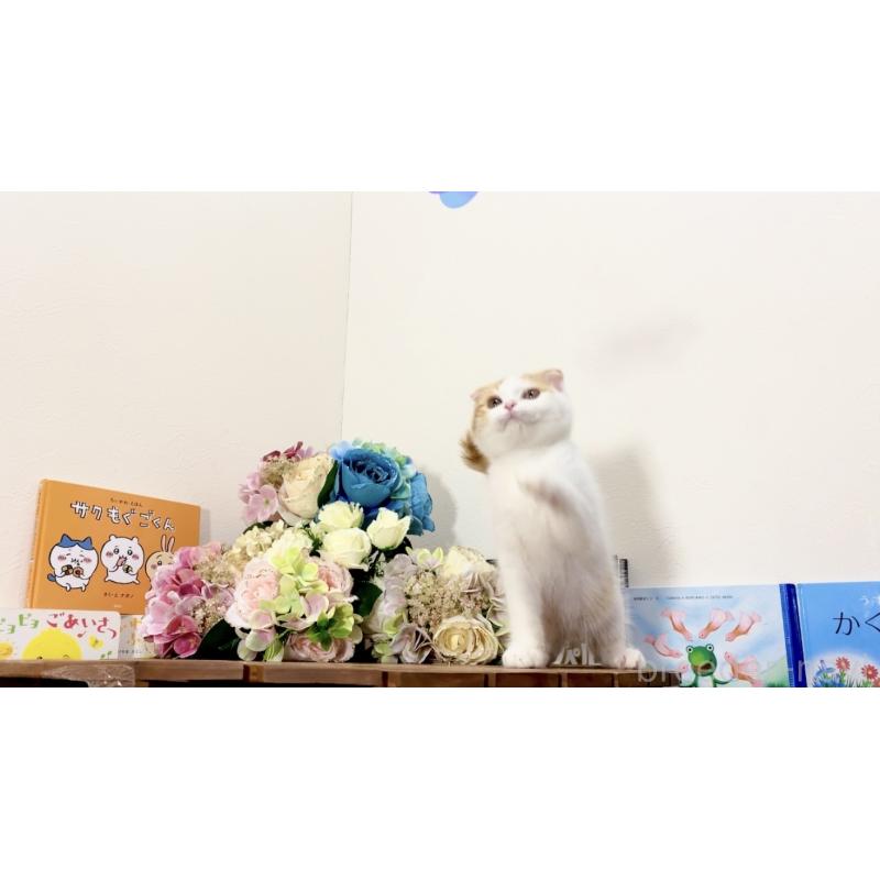 販売中の北海道のスコティッシュフォールド(折れ耳)-129031の6枚目