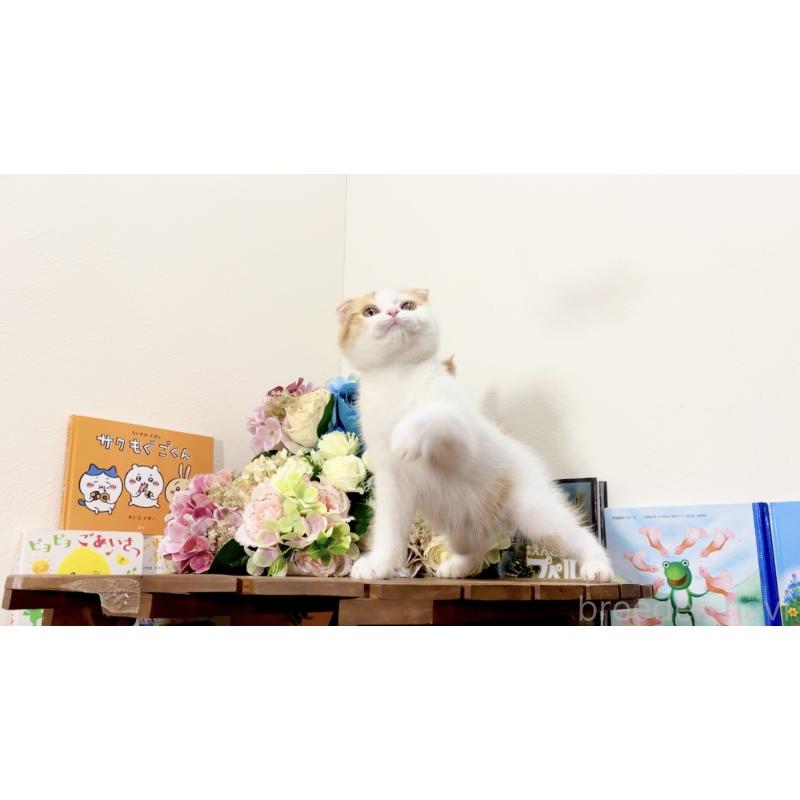 販売中の北海道のスコティッシュフォールド(折れ耳)-129031の4枚目