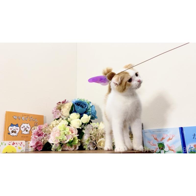 販売中の北海道のスコティッシュフォールド(折れ耳)-129031の3枚目