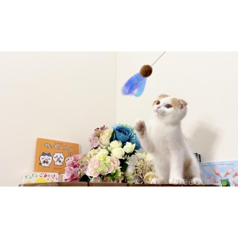 販売中の北海道のスコティッシュフォールド(折れ耳)-129031の2枚目