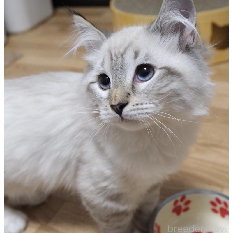 販売中の東京都のサイベリアン-134904の3枚目