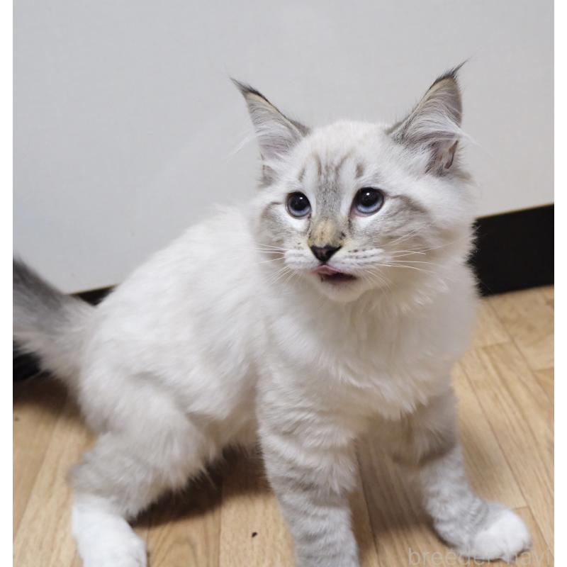 販売中の東京都のサイベリアン-134904の2枚目