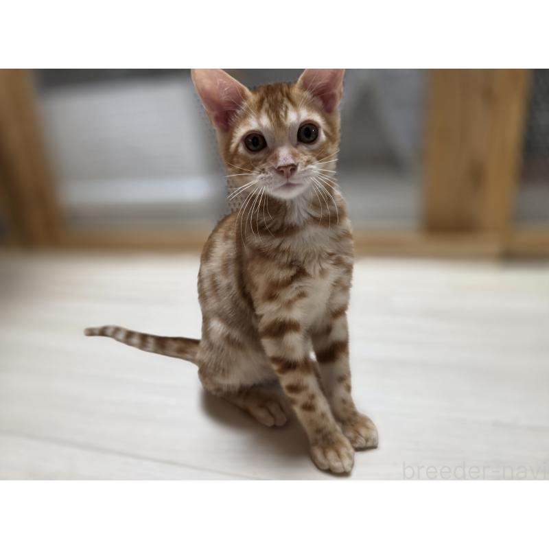 販売中の神奈川県のベンガル-131062の8枚目