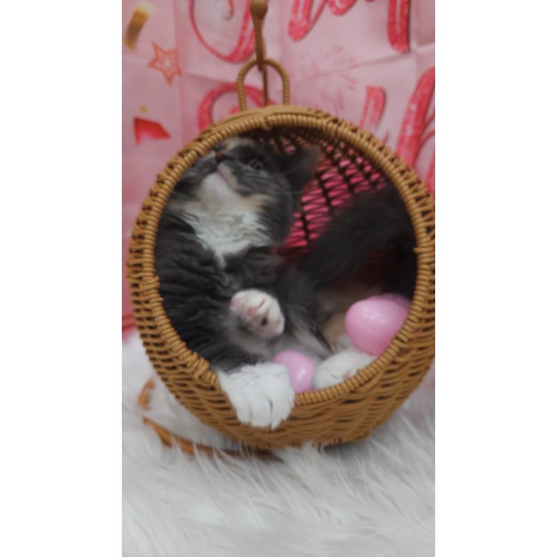 販売中の埼玉県のサイベリアン-129684の3枚目