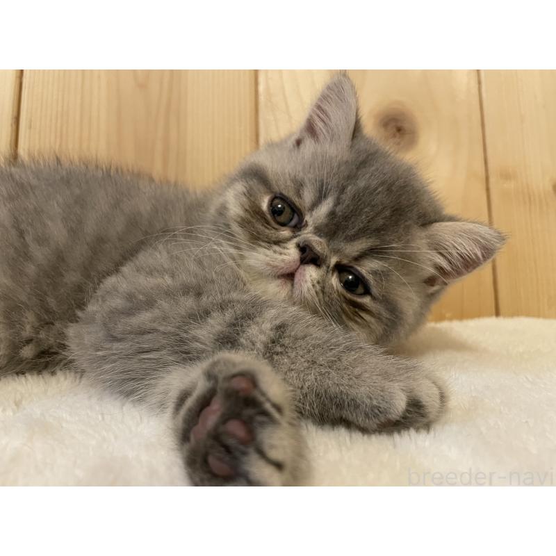 販売中の京都府のエキゾチックショートヘア-134905の8枚目