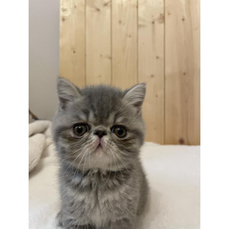 販売中の京都府のエキゾチックショートヘア-134905の6枚目