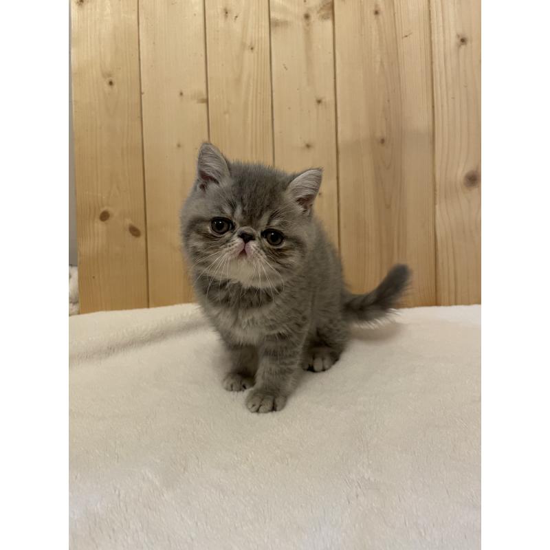 販売中の京都府のエキゾチックショートヘア-134905の5枚目