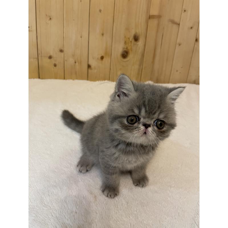 販売中の京都府のエキゾチックショートヘア-134905の4枚目