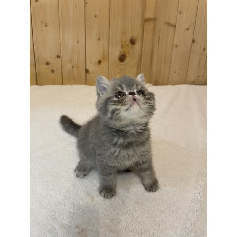 販売中の京都府のエキゾチックショートヘア-134905の3枚目