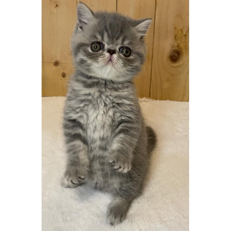 販売中の京都府のエキゾチックショートヘア-134905の2枚目