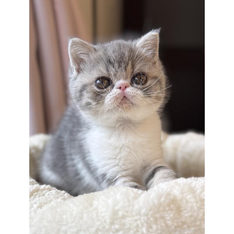 販売中の兵庫県のエキゾチックショートヘア-134770の13枚目