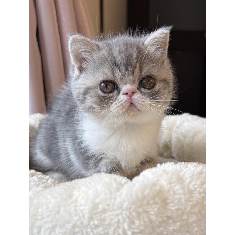 販売中の兵庫県のエキゾチックショートヘア-134770の11枚目