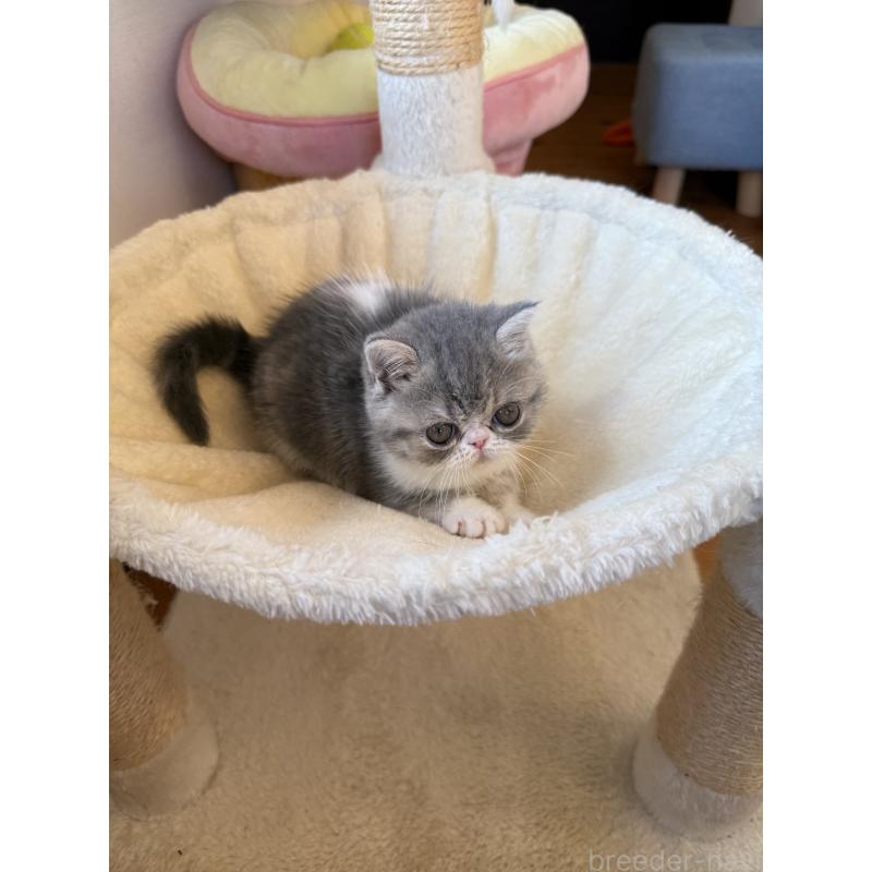 販売中の兵庫県のエキゾチックショートヘア-134770の10枚目