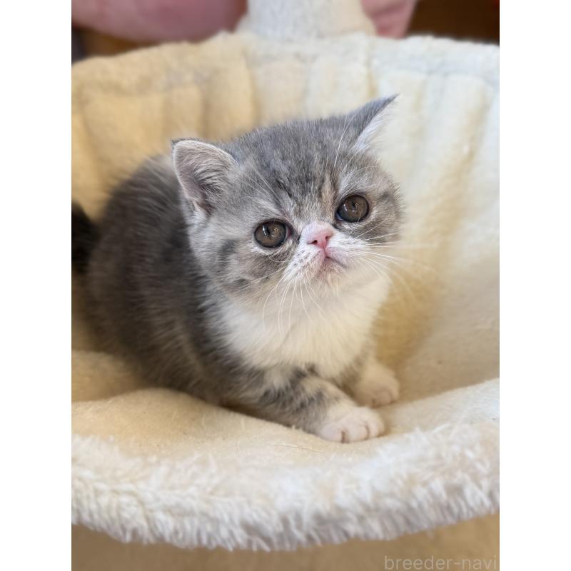 販売中の兵庫県のエキゾチックショートヘア-134770の9枚目