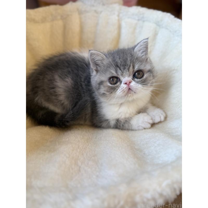 販売中の兵庫県のエキゾチックショートヘア-134770の8枚目