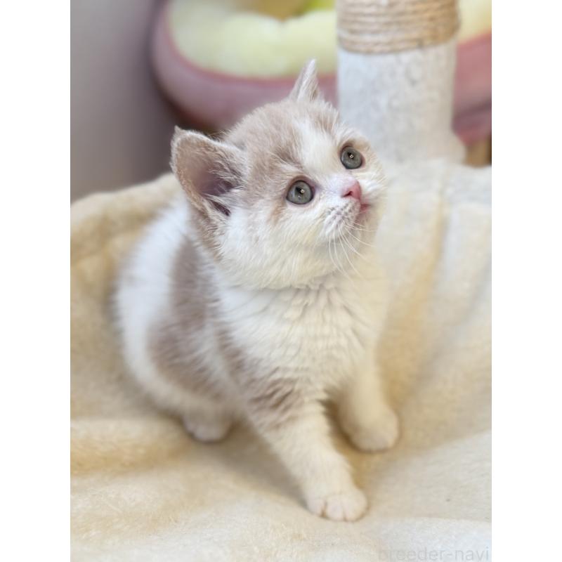 成約済の兵庫県のフォールデックス-134775の5枚目