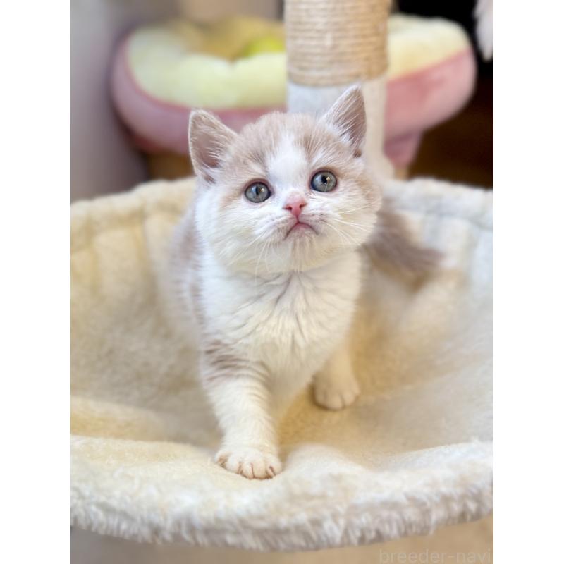 成約済の兵庫県のフォールデックス-134775の4枚目