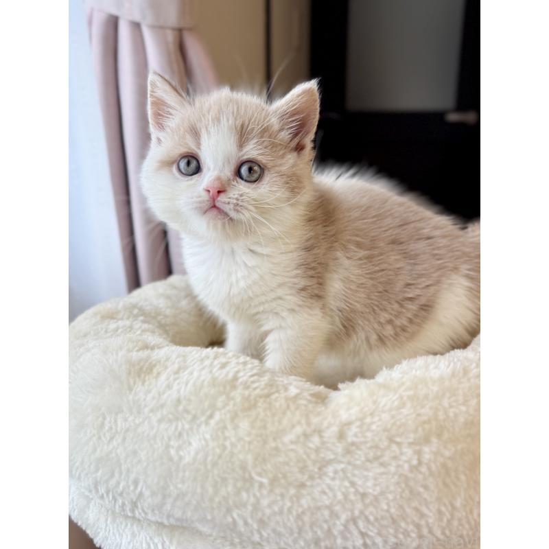 成約済の兵庫県のフォールデックス-134775の3枚目