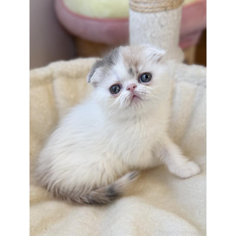 成約済の兵庫県のフォールデックス-134774の13枚目